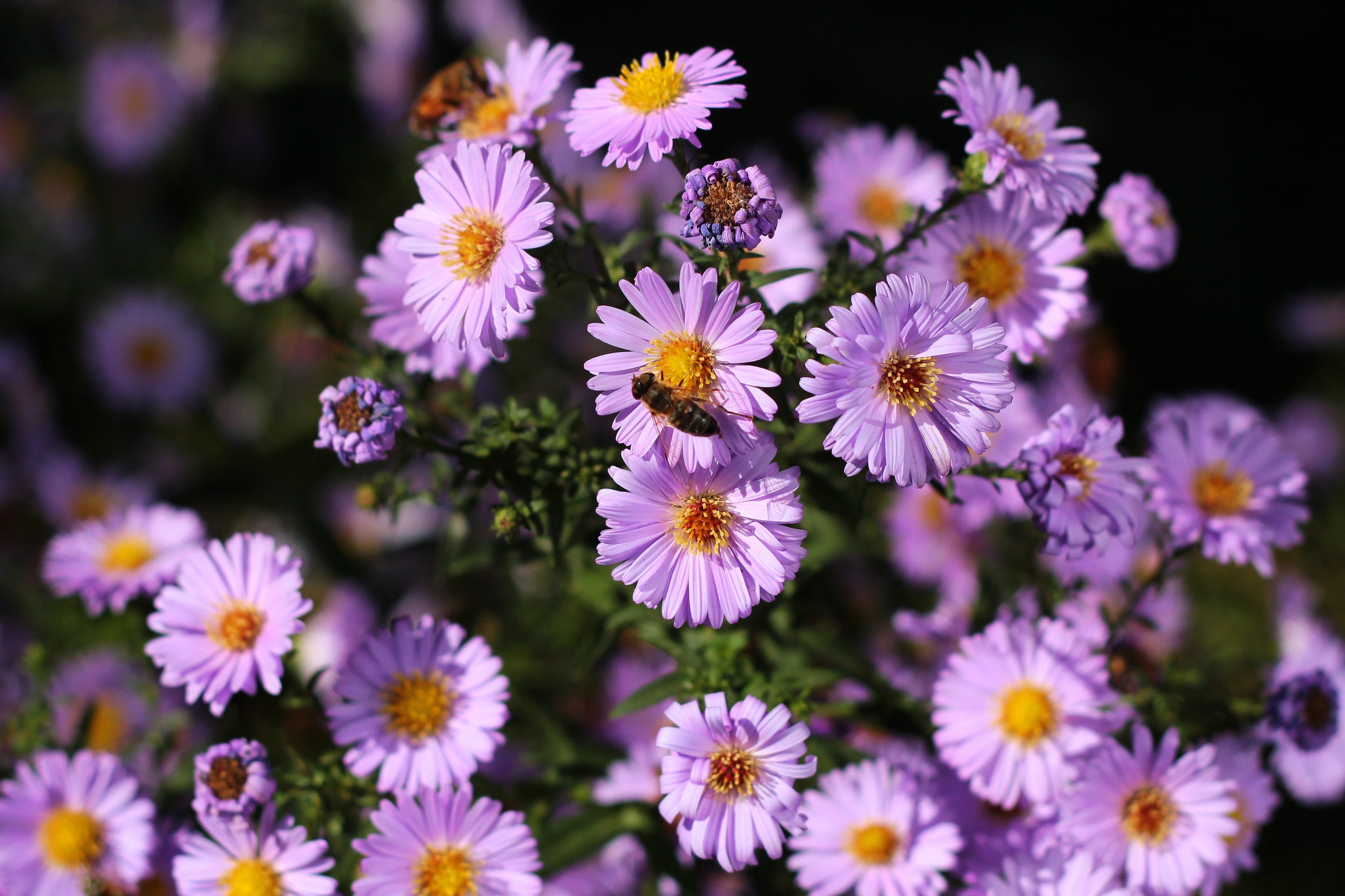 bee on aster flowers
