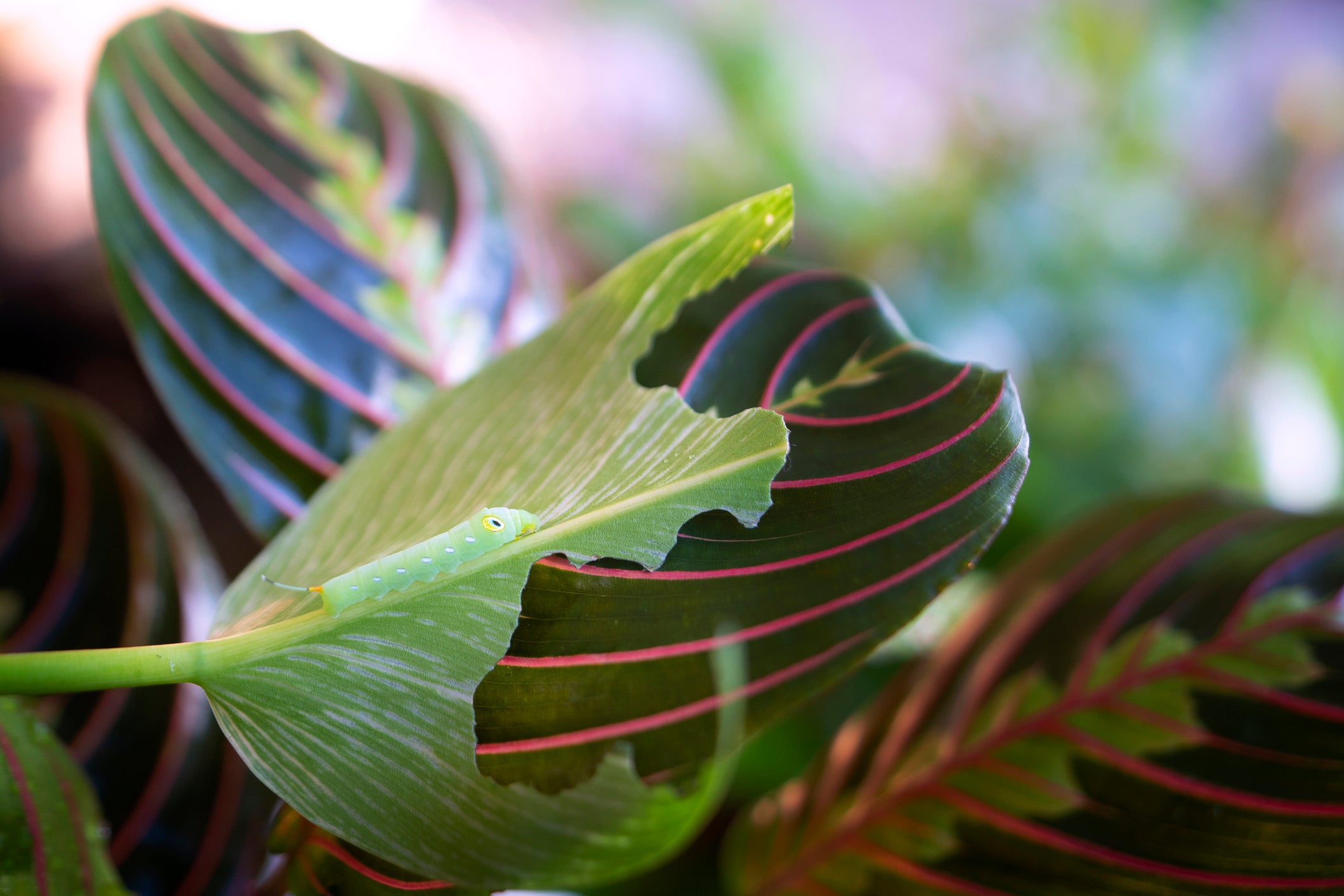 Houseplant Pest Control