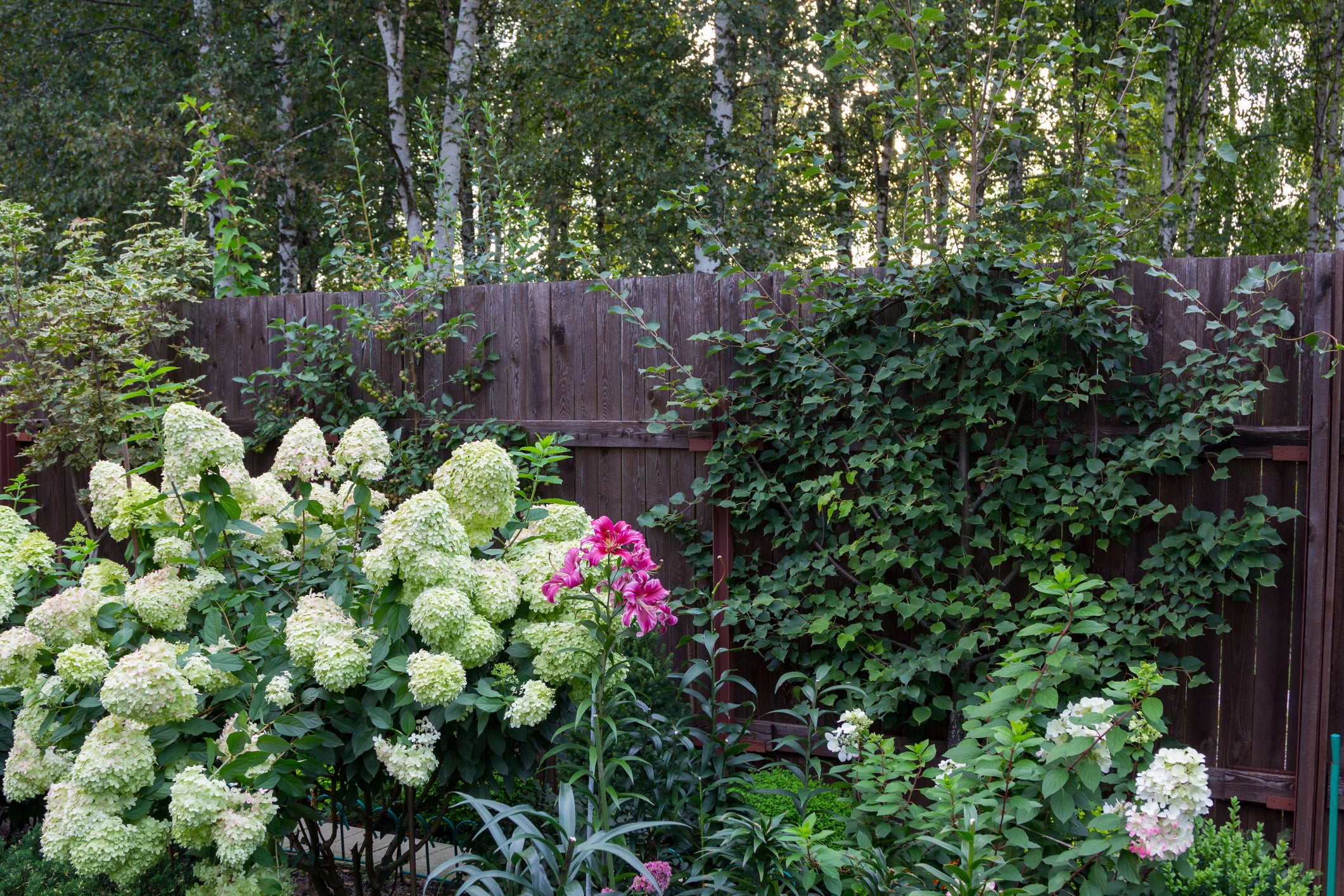canna lily hydrangea backyard
