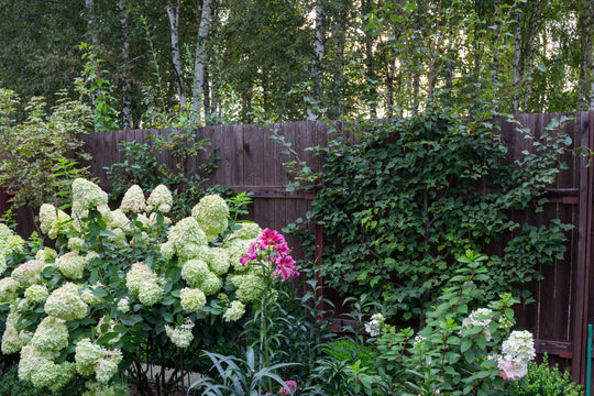Punch Up the Color in Your Summer Garden