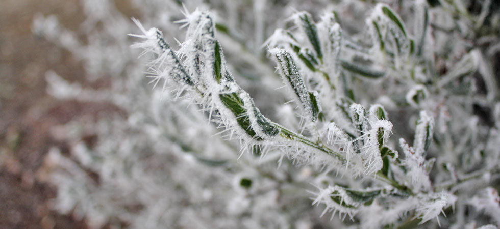 Frosty Temperatures - Tips for Protecting Your Plants