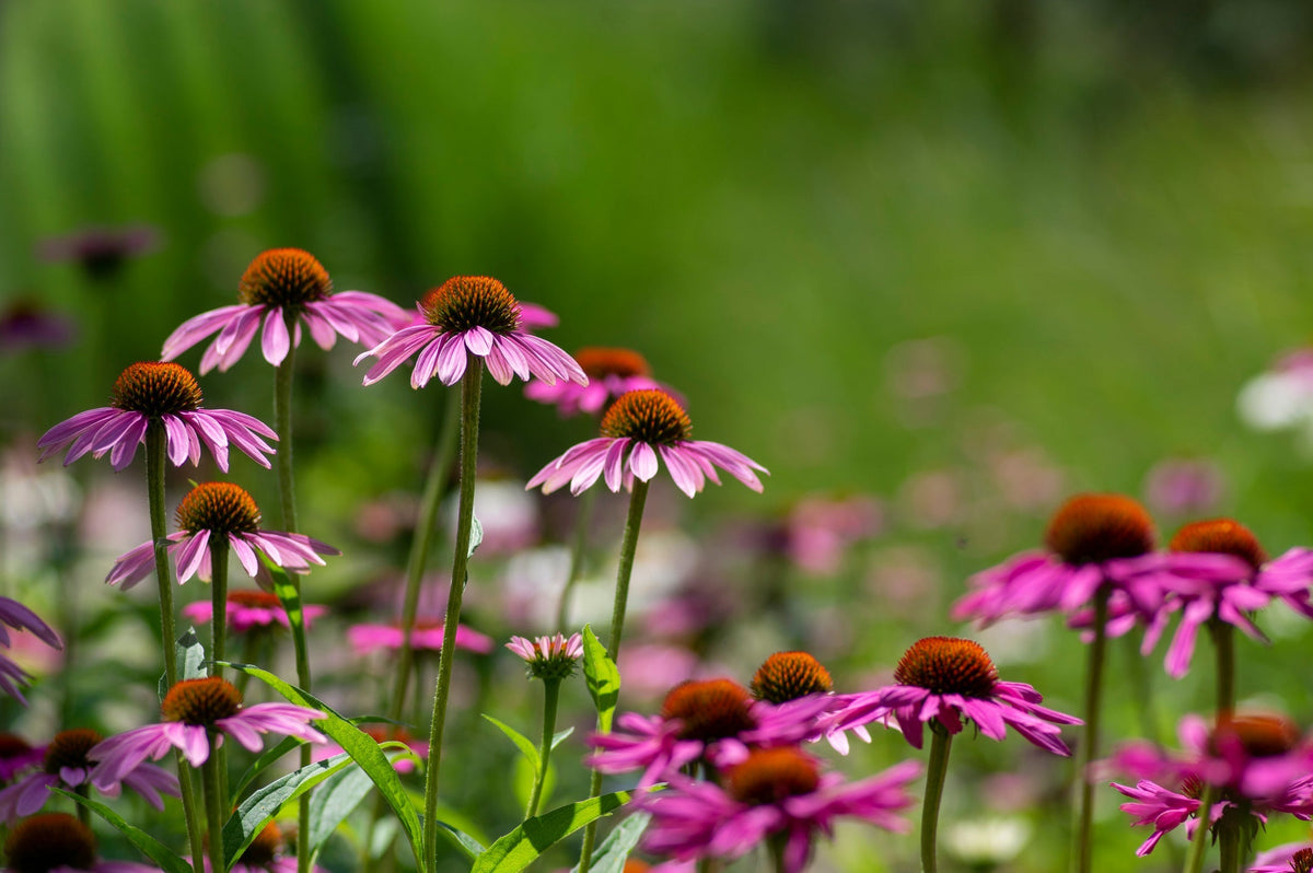 Top 5 Perennials to Plant in September for a Blooming Spring
