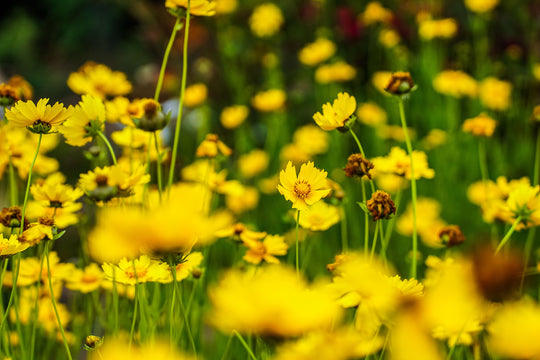 Perennial Paradise