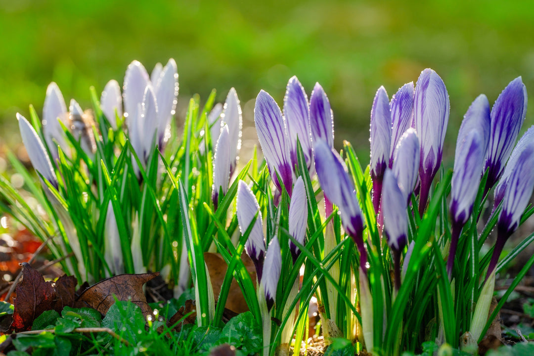 Plant Bulbs Now for a Colorful Spring