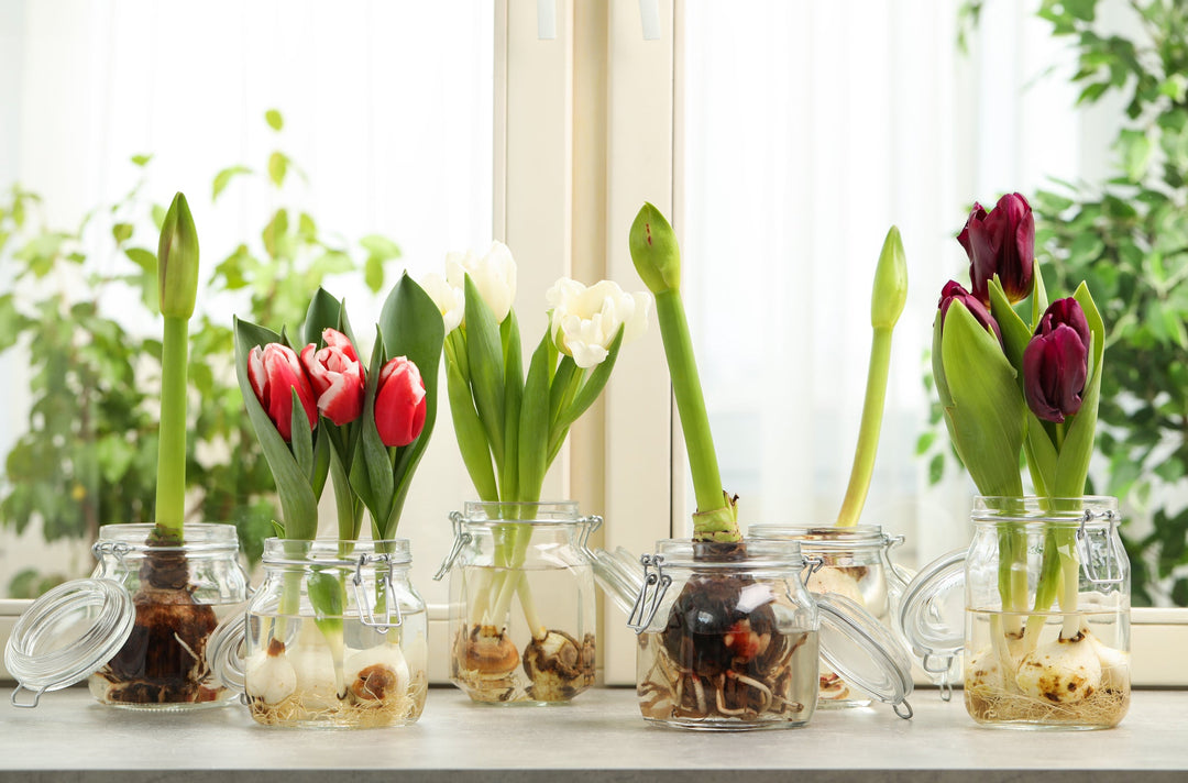 Forcing Bulbs for Early Spring Blooms