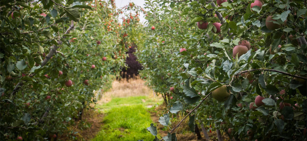 Fruit Tree Spraying: Easy as 1-2-3