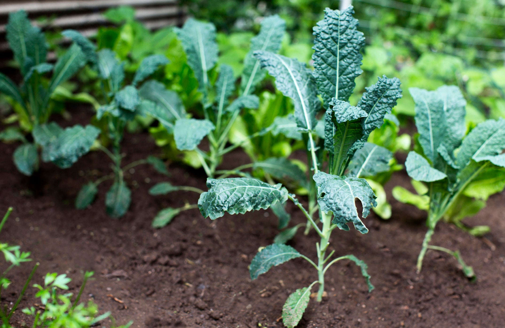 growing kale in garden