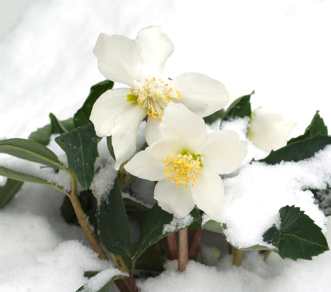 Top Winter Interest Plants for the Pacific Northwest