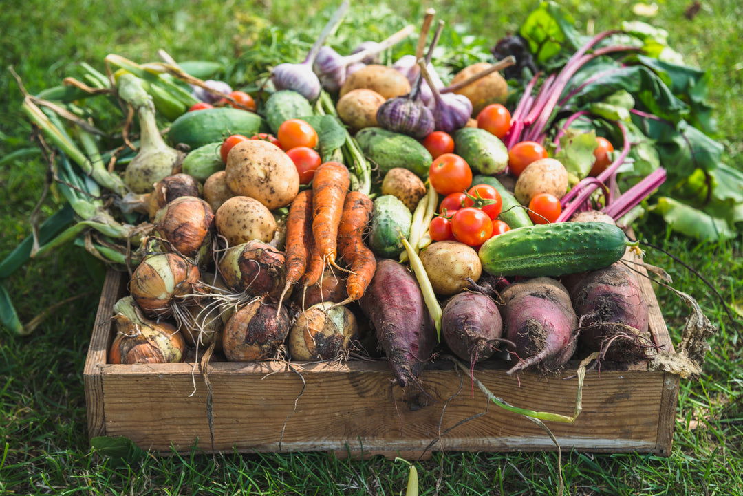 How to Plant an Edible Garden