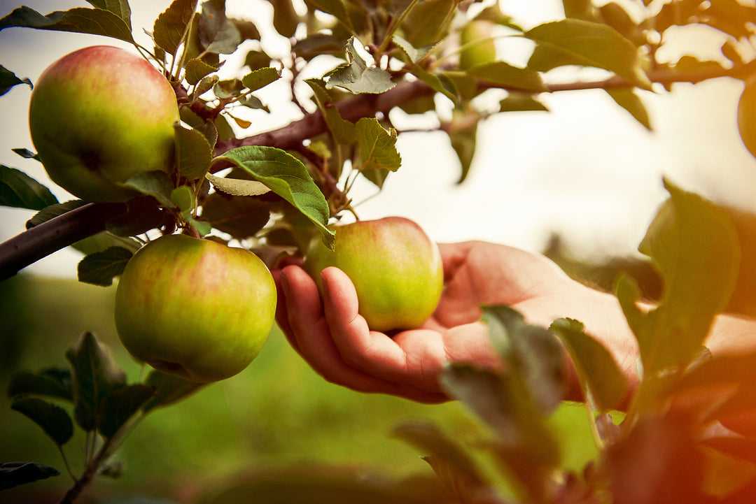 Steps for a Healthy Fruit Tree