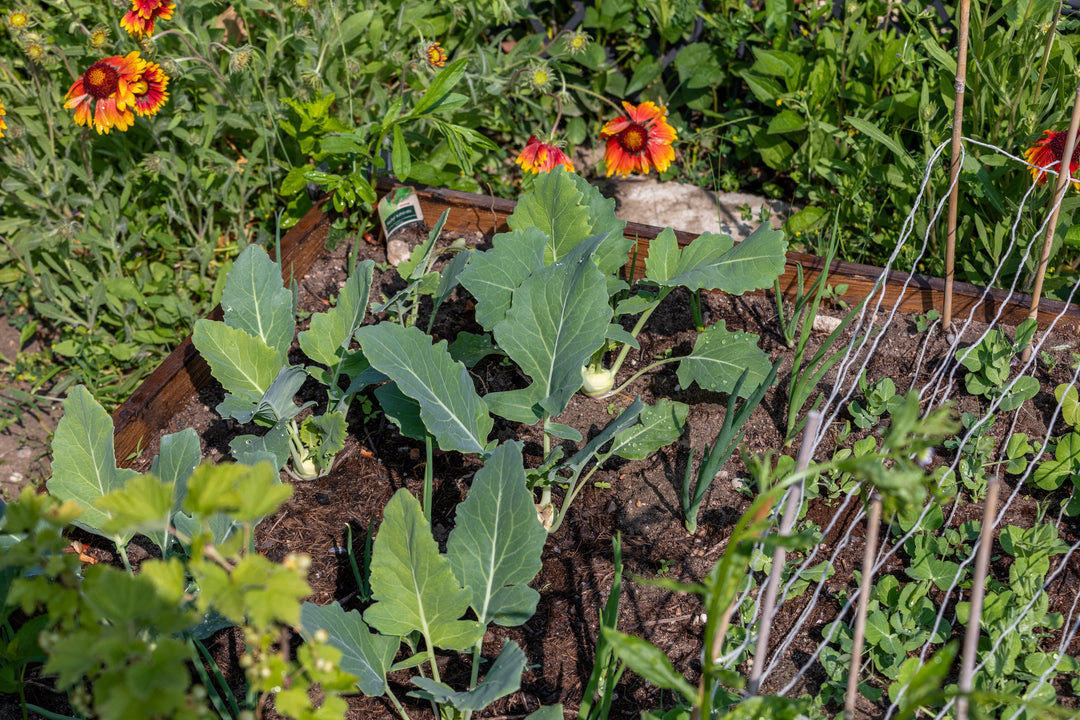 Late Summer Garden To-Do List: 10 Things to Do Before Fall Arrives