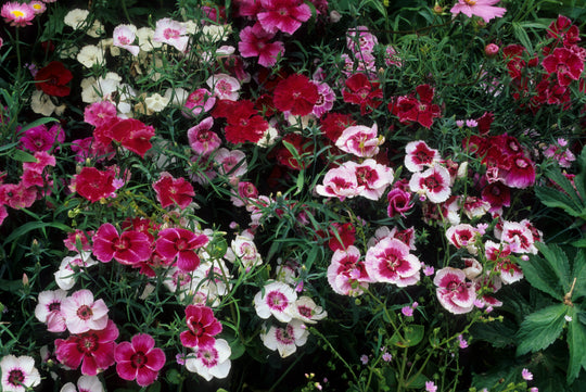 Perennial Twilight Gardens