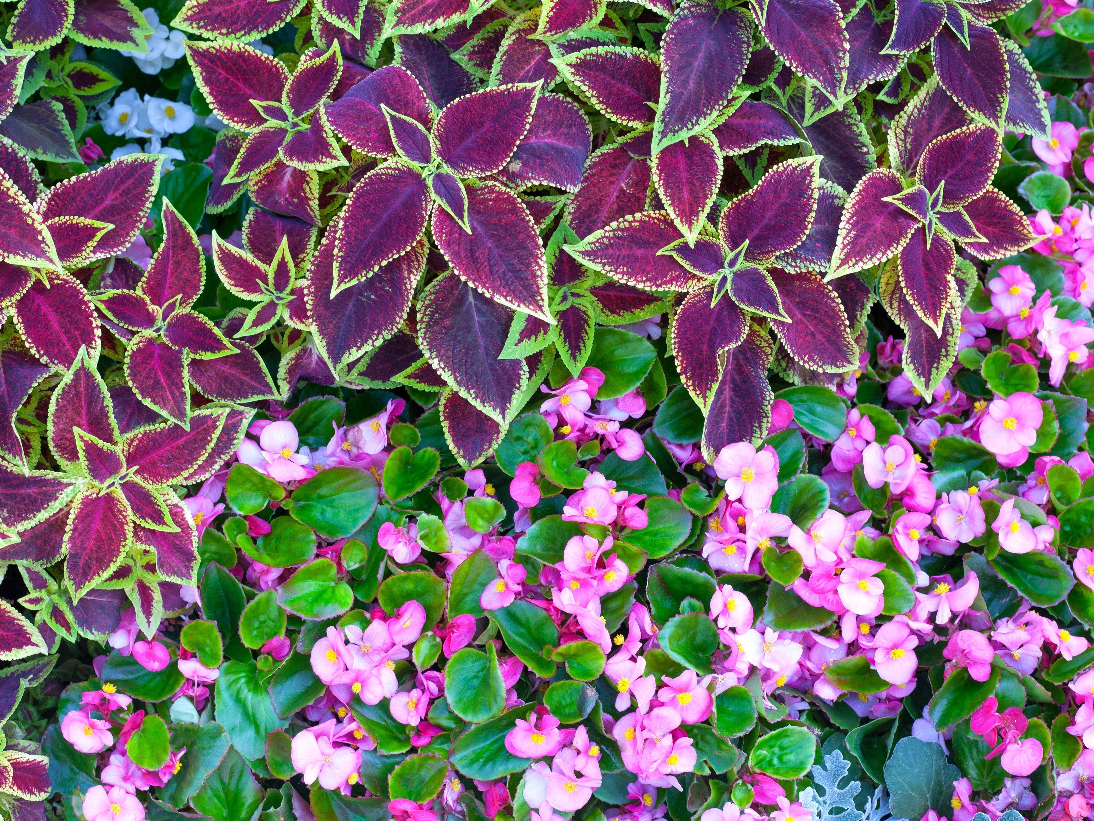 Plant Now, Enjoy All Season: Your Guide to Spring Annuals