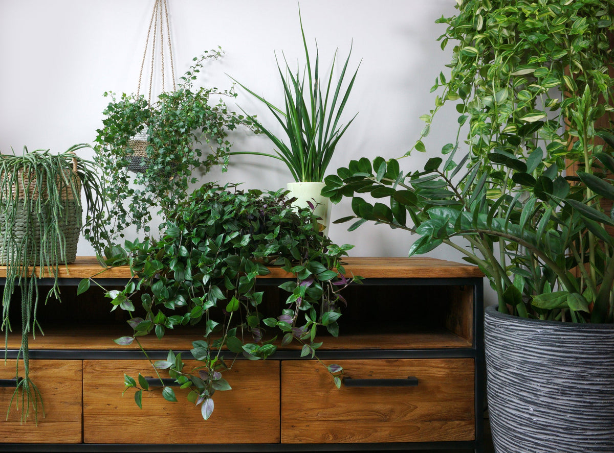 houseplants