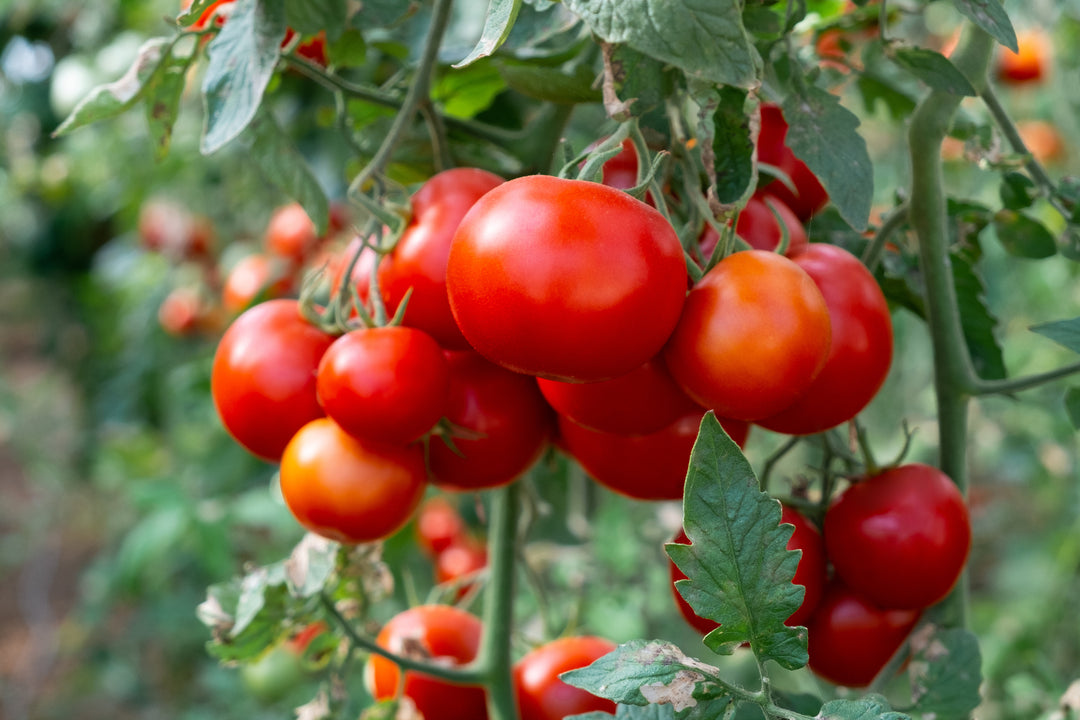 Growing Tomatoes