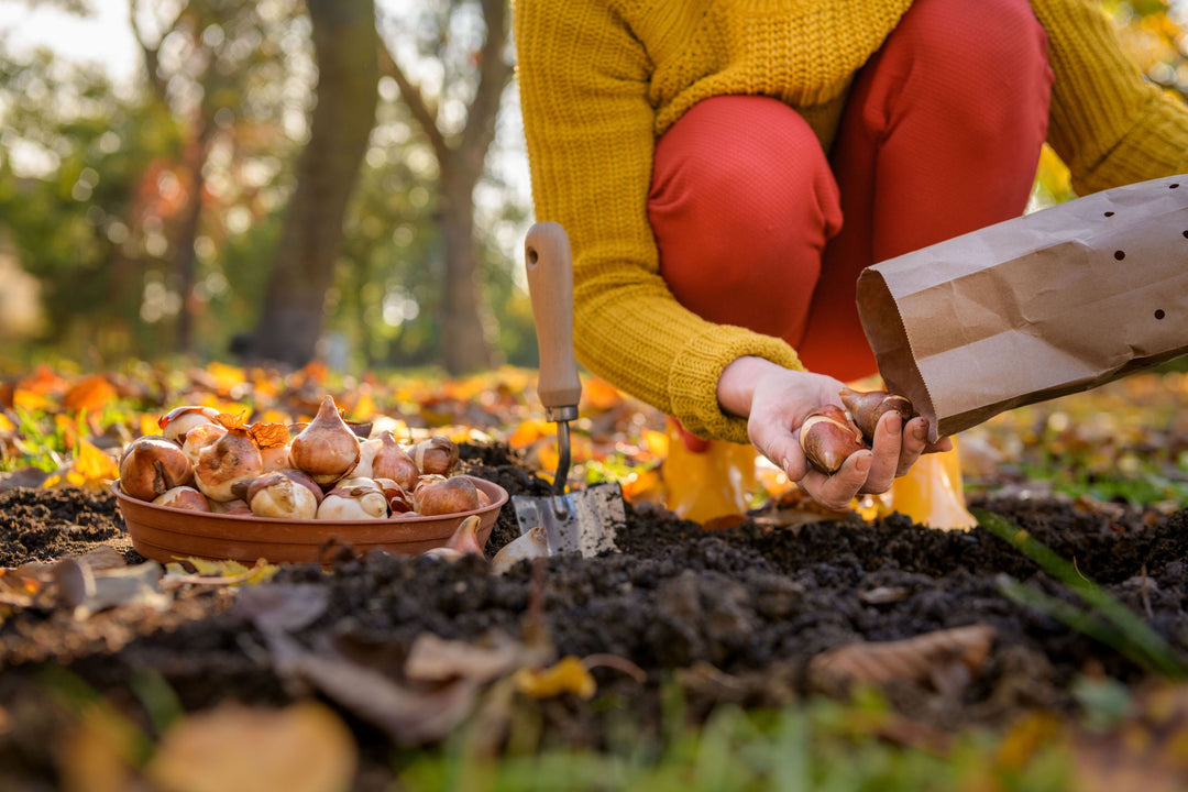 Fall Bulb Planning Starts Now