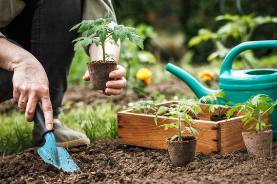 Grow What You Love: Planting Herbs and Edibles for a Fresh Season