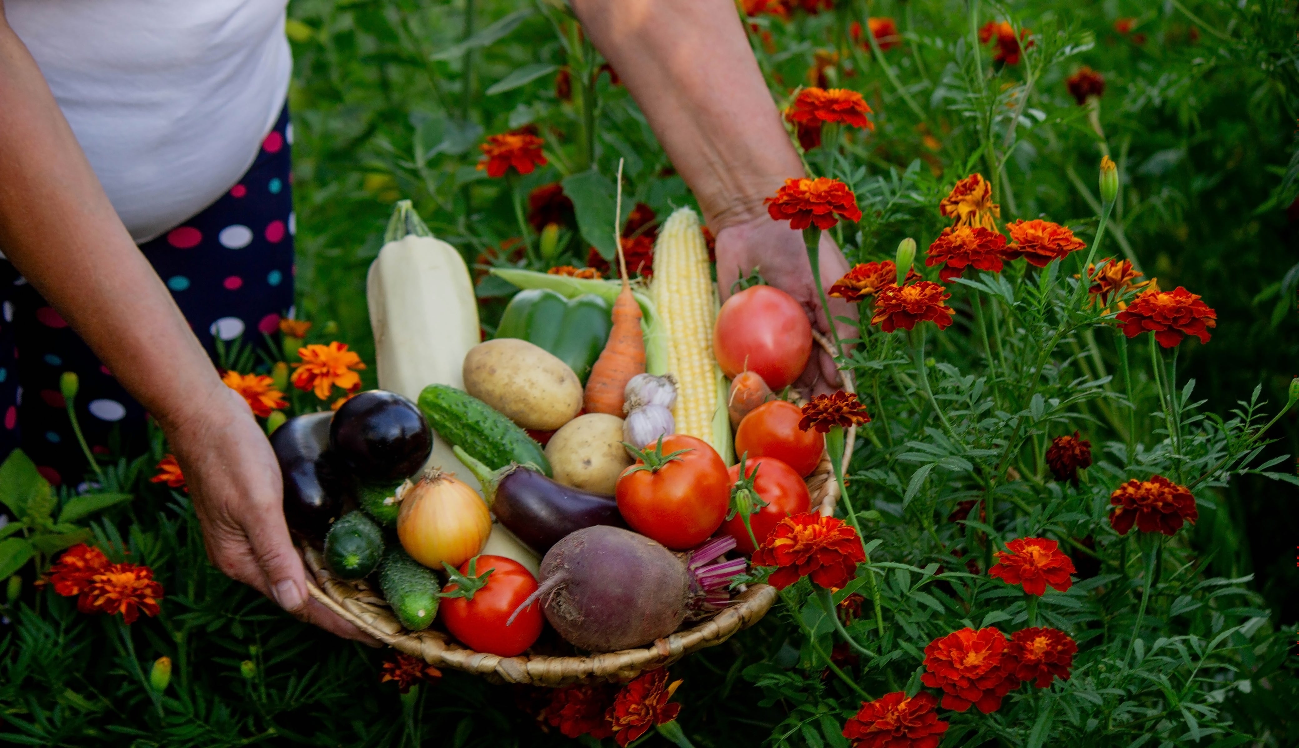 August Vegetable Garden Care Tips for a Bigger Harvest