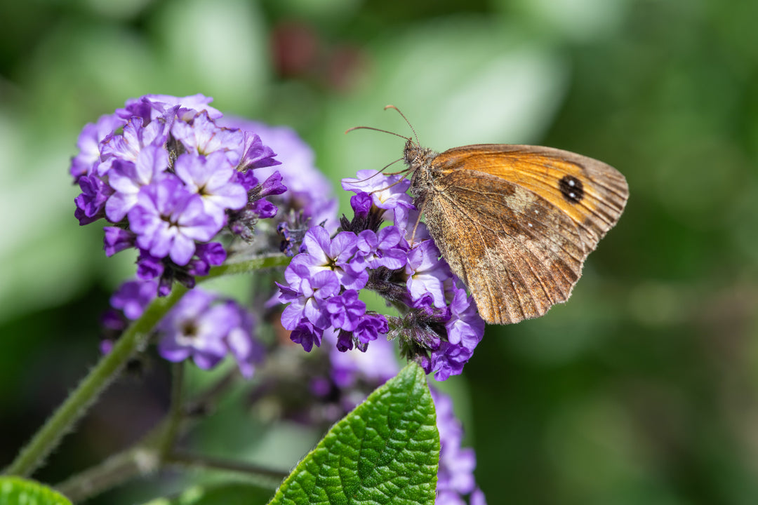 Stop And Smell The Flowers: Fragrant Plants For Spring