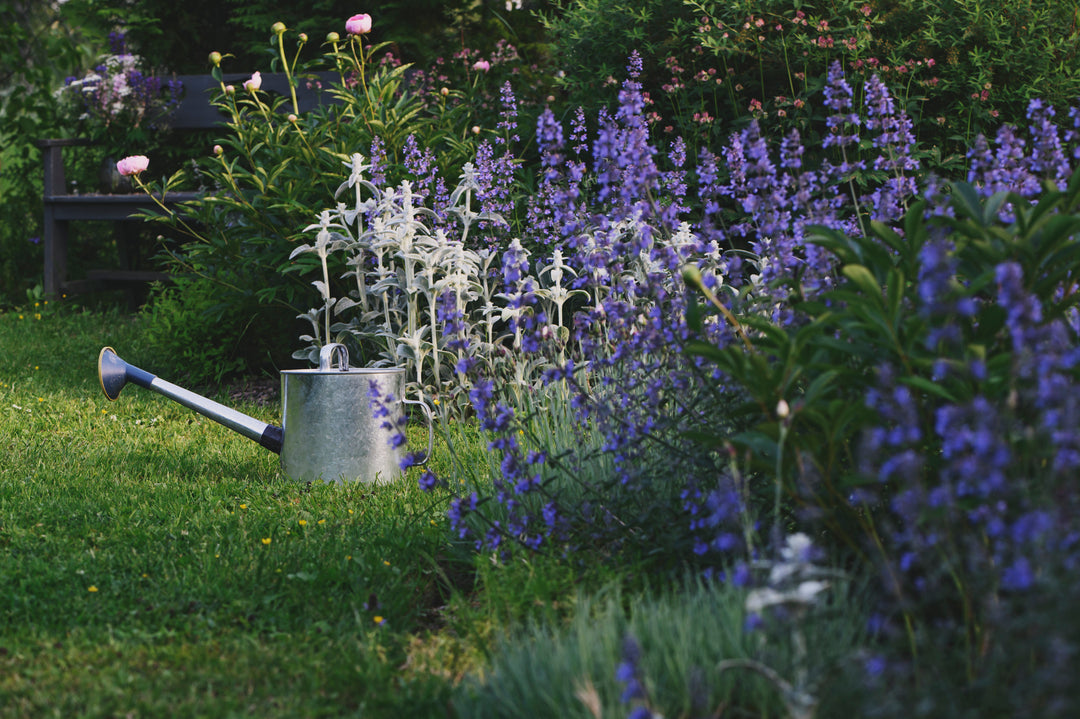 nepeta blooming