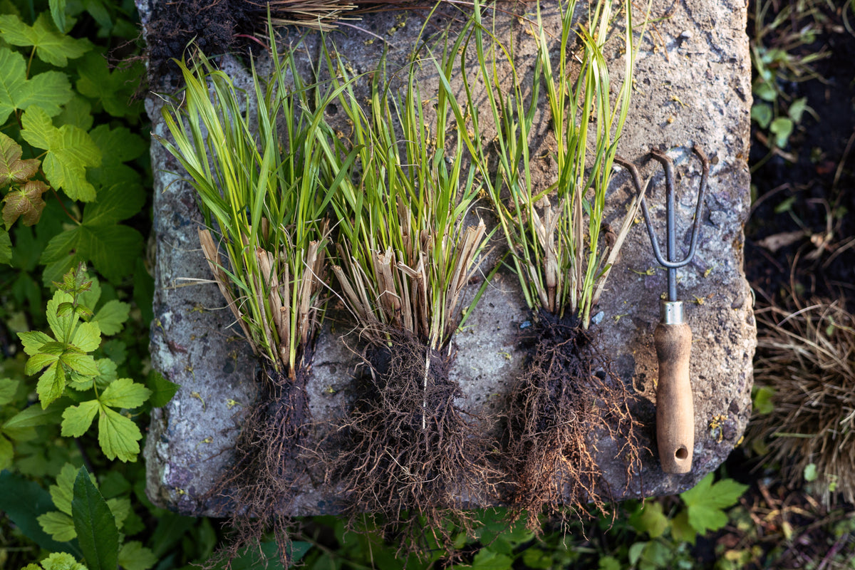 When and How to Divide Perennials in the Pacific Northwest