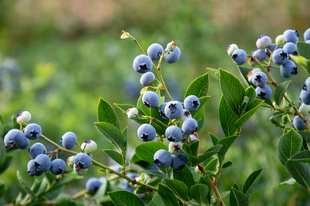 How to Grow and Care for Blueberries in the Pacific Northwest