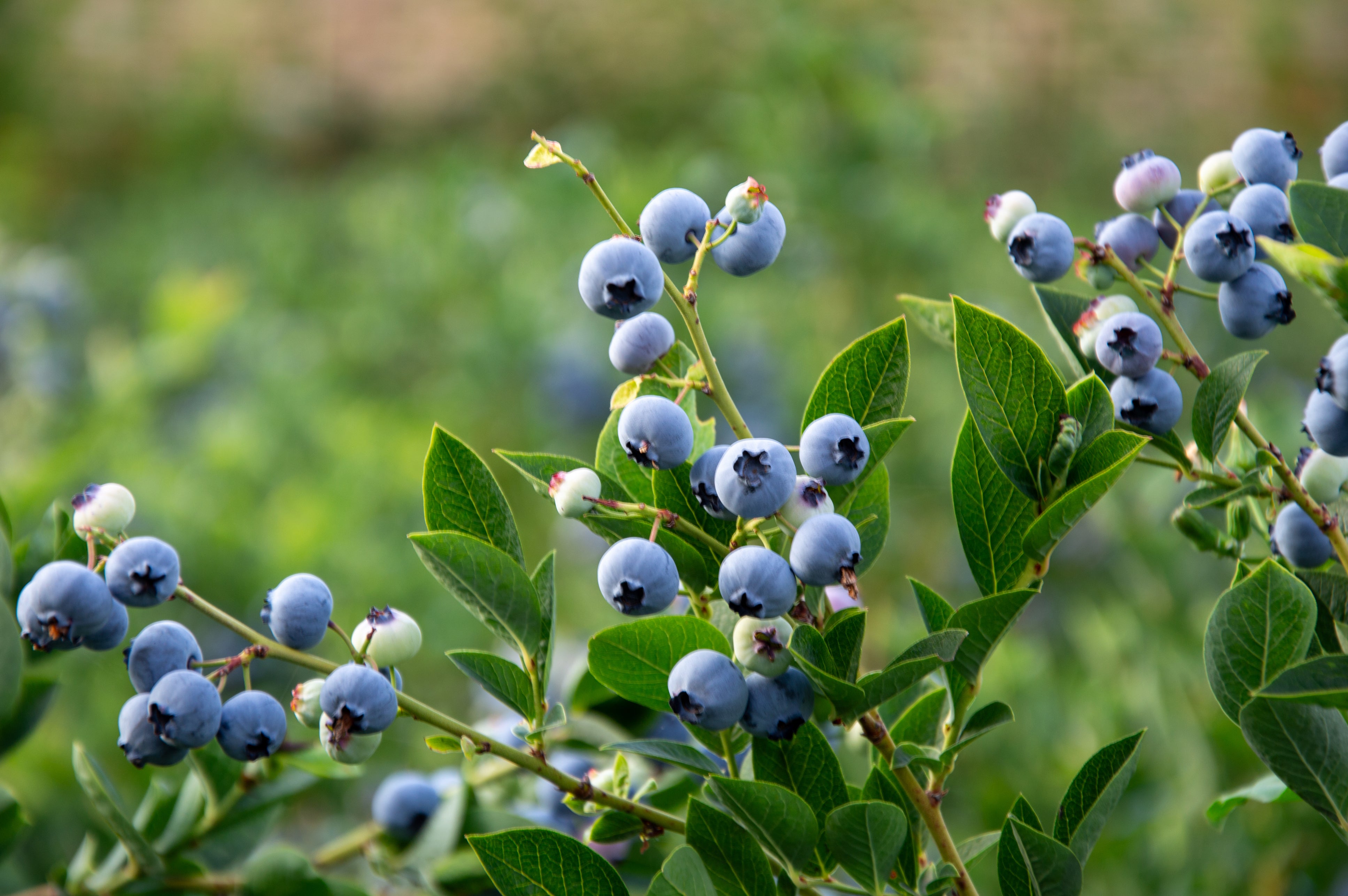 How to Grow and Care for Blueberries in the Pacific Northwest
