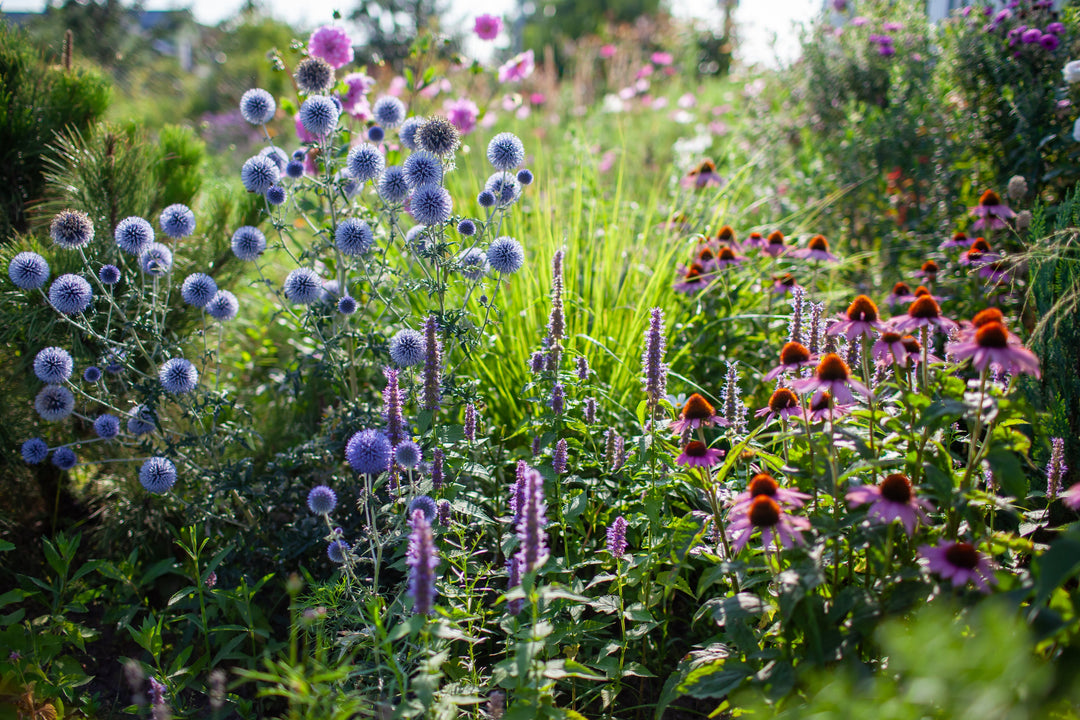 Keep Your Garden Blooming: How to Encourage More Flowers in Late Summer
