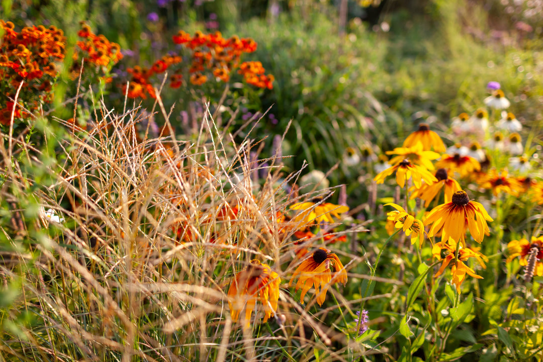 The Best Plants for Late Summer Color in the Pacific Northwest