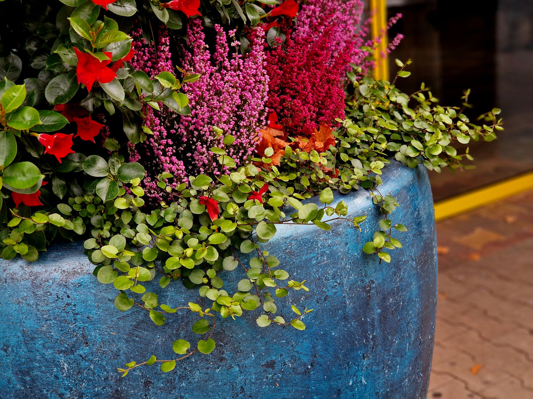 How to Keep Summer Containers Beautiful Into Fall