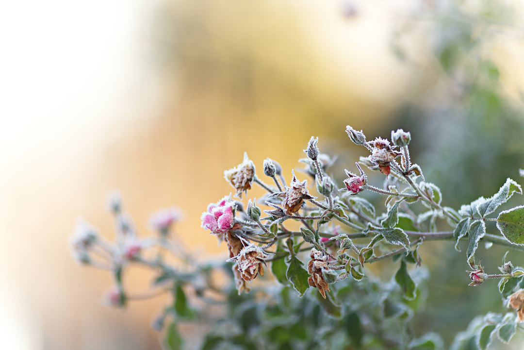 A Mild Oregon Winter? Don’t Panic — Here’s What It Means for Your Yard