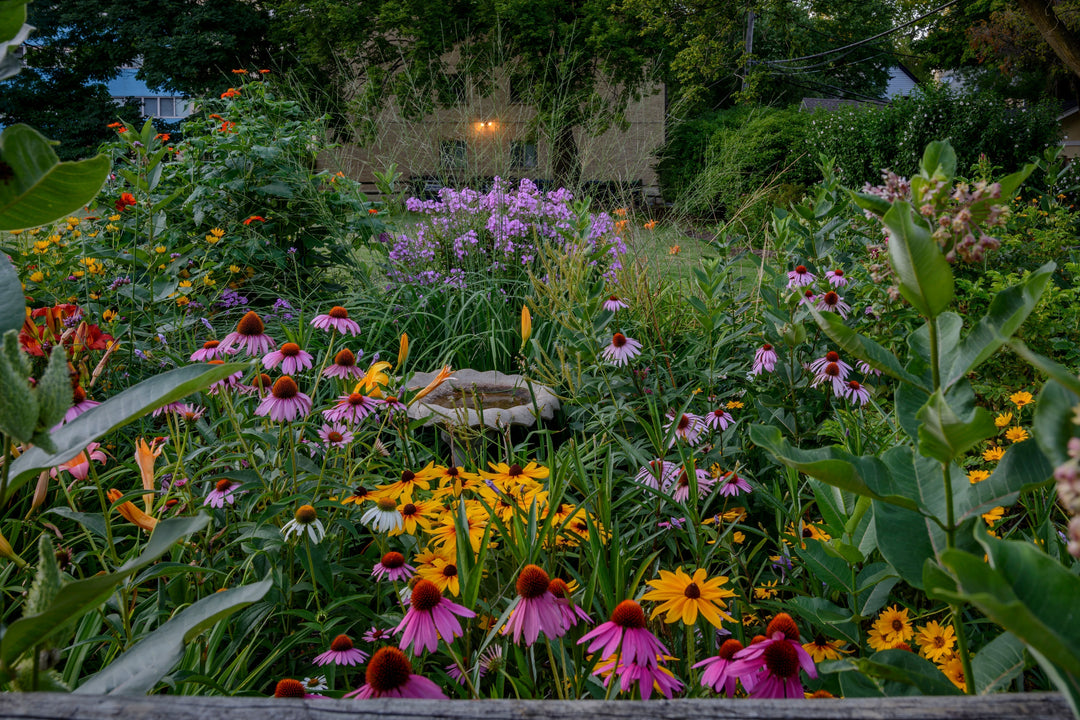 Mid-Summer Gardening: Your July & August Checklist