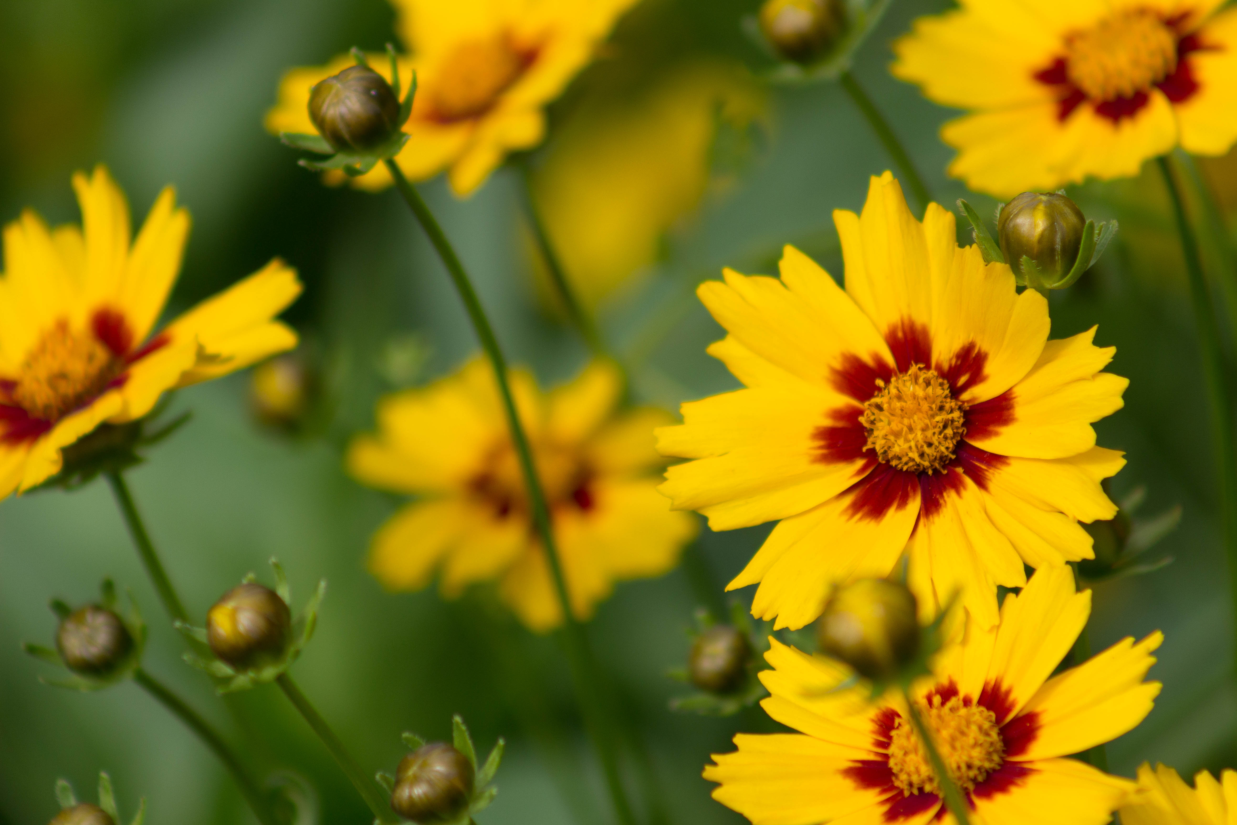 coreopsis