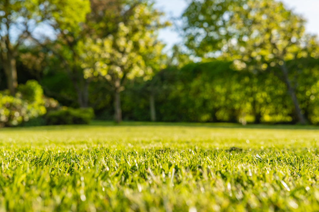 How to Keep Your Lawn Green During Summer Heat