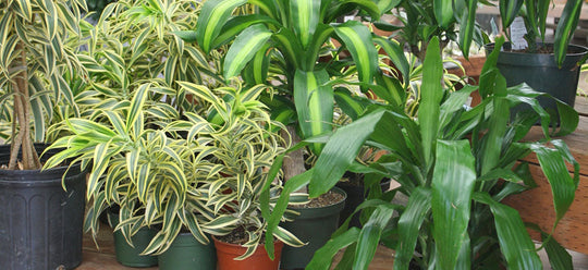 Breathe Deep With Air Purifying Plants