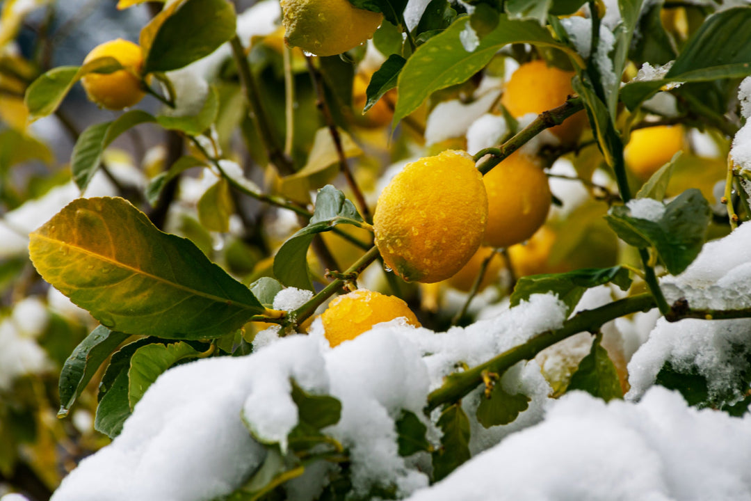 Winterizing Your Fruit Trees: A Guide to a Bountiful Harvest