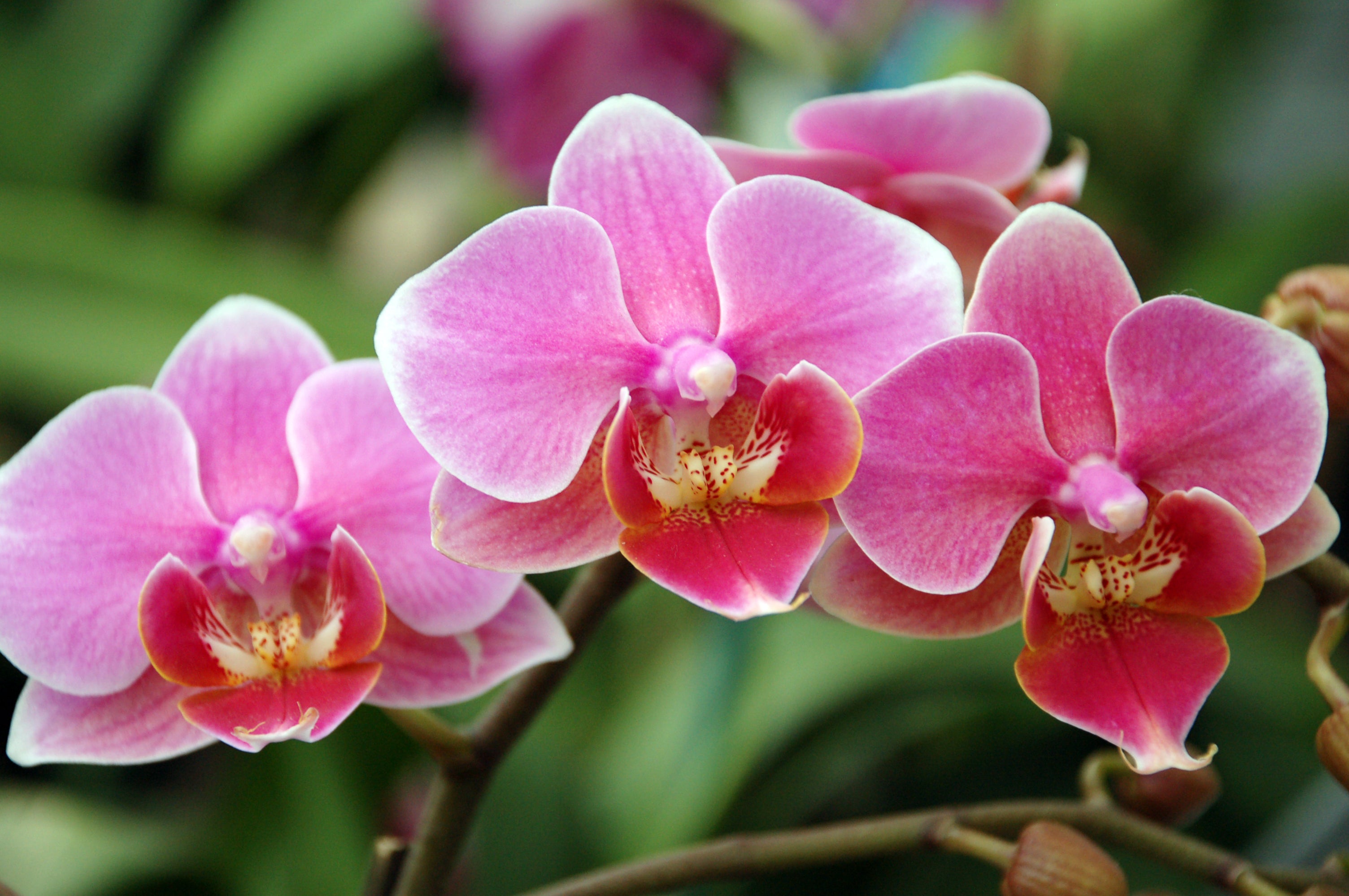 Phalaenopsis Orchid, Moth Orchid