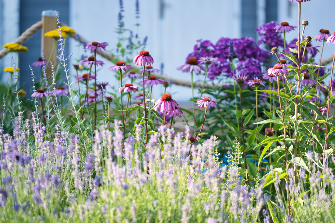 Beat the Heat: 10 Low-Maintenance Plants for Scorching Summers