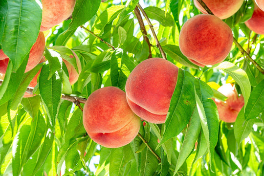 Bare Root Fruit Trees: Why & How to Plant