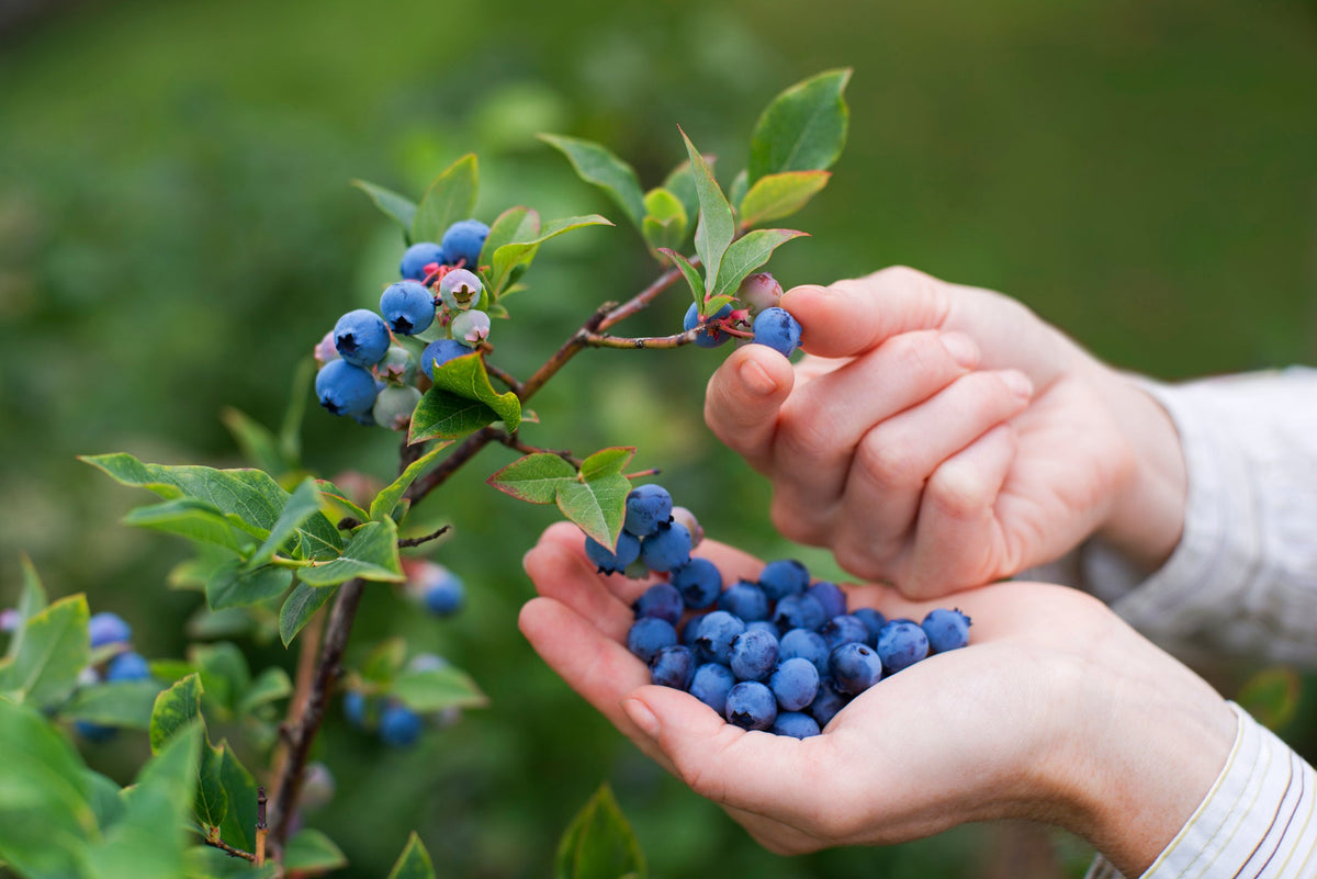 picking blueberries