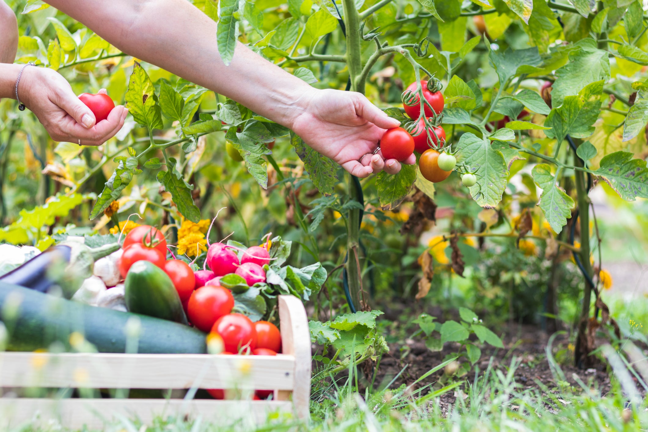 picking fresh tomatoes