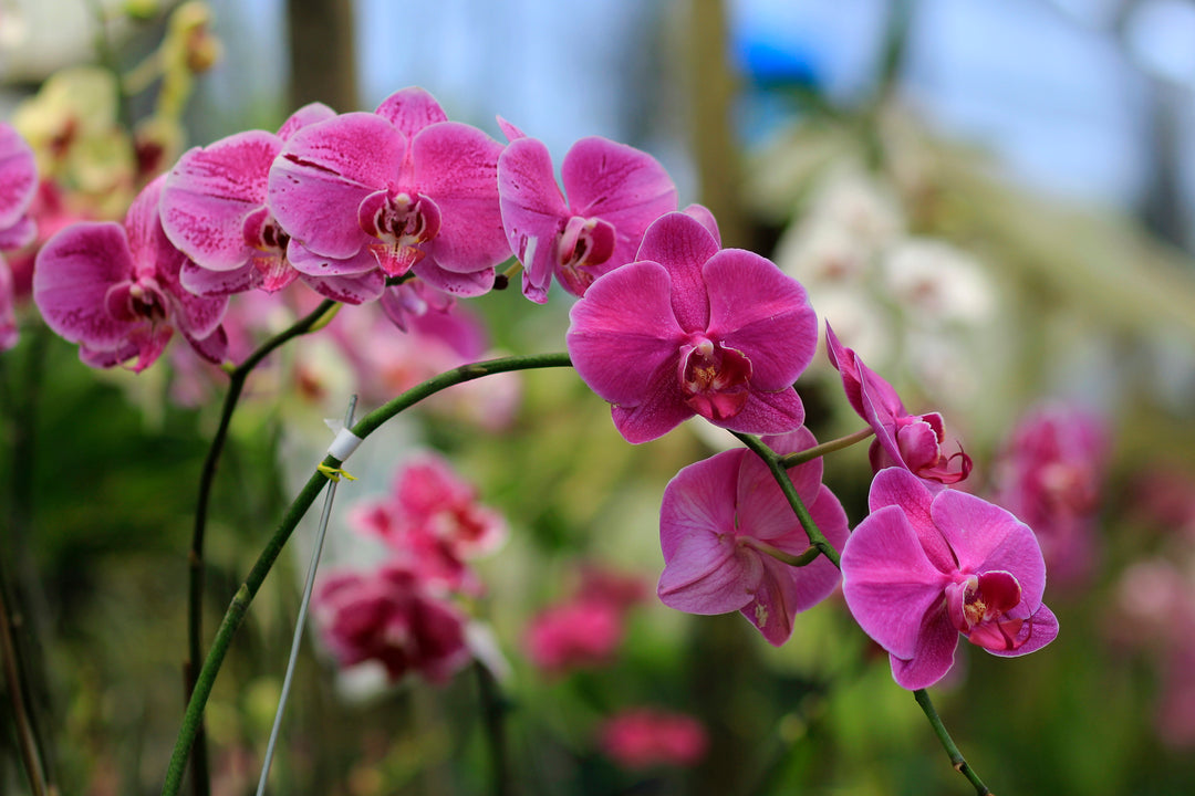 Growing Outstanding Orchids