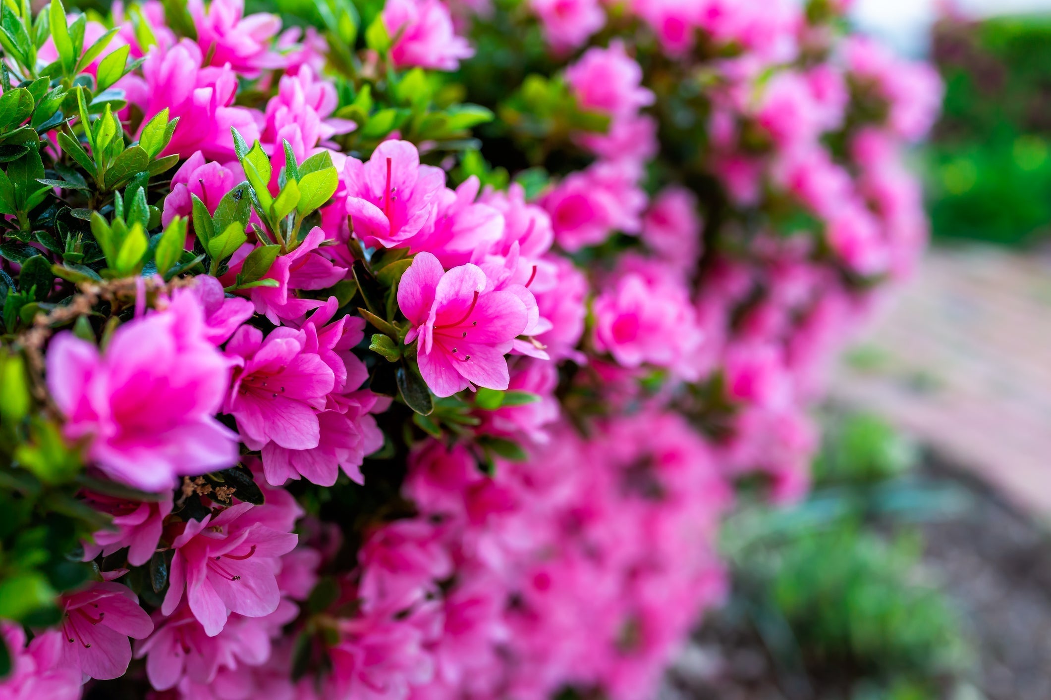 The Best Shrubs for March Planting in the Pacific Northwest