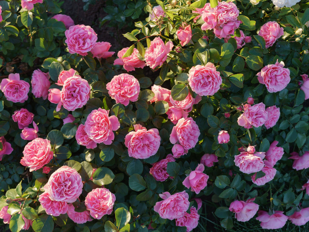 pink rose bush