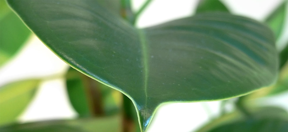 Buying Houseplants? Here's How To Go About It