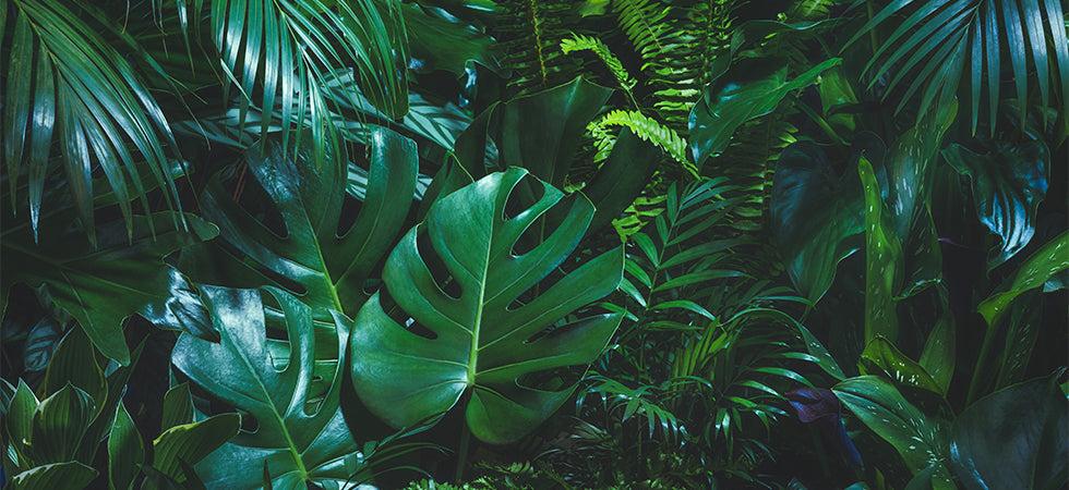 Urban Jungle: The Houseplant Trend Continues