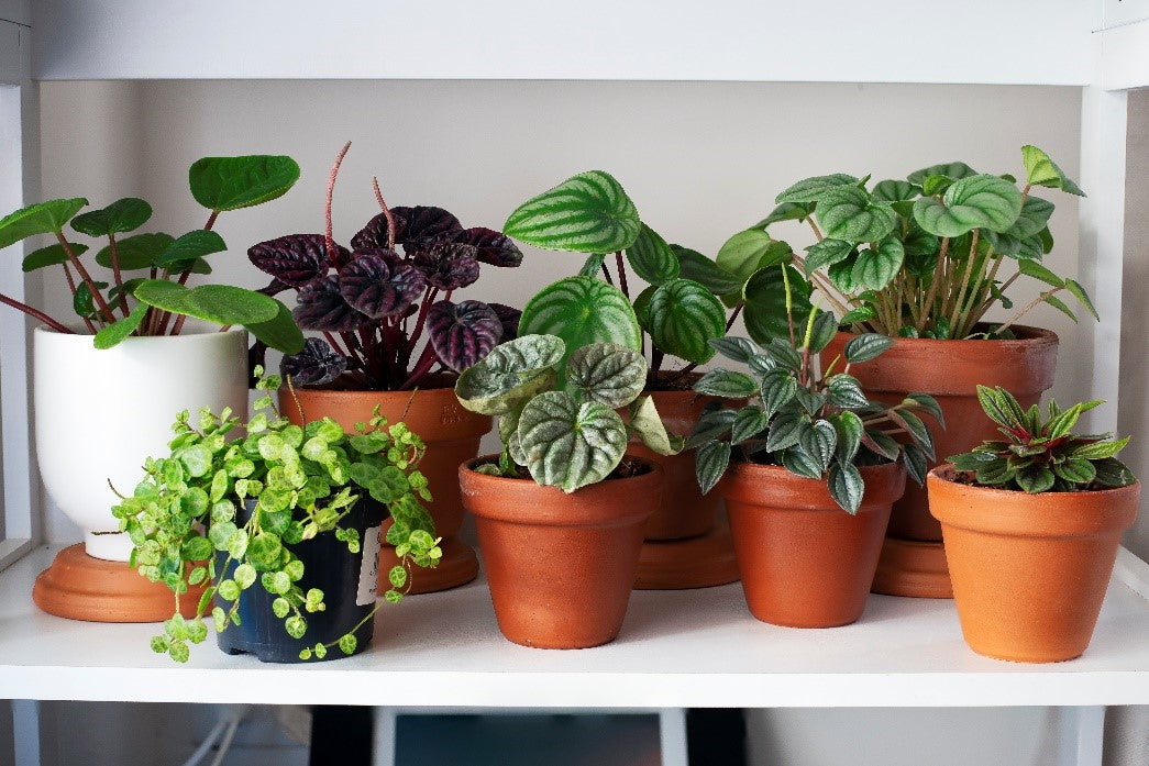 Tips for Proper Houseplant Care