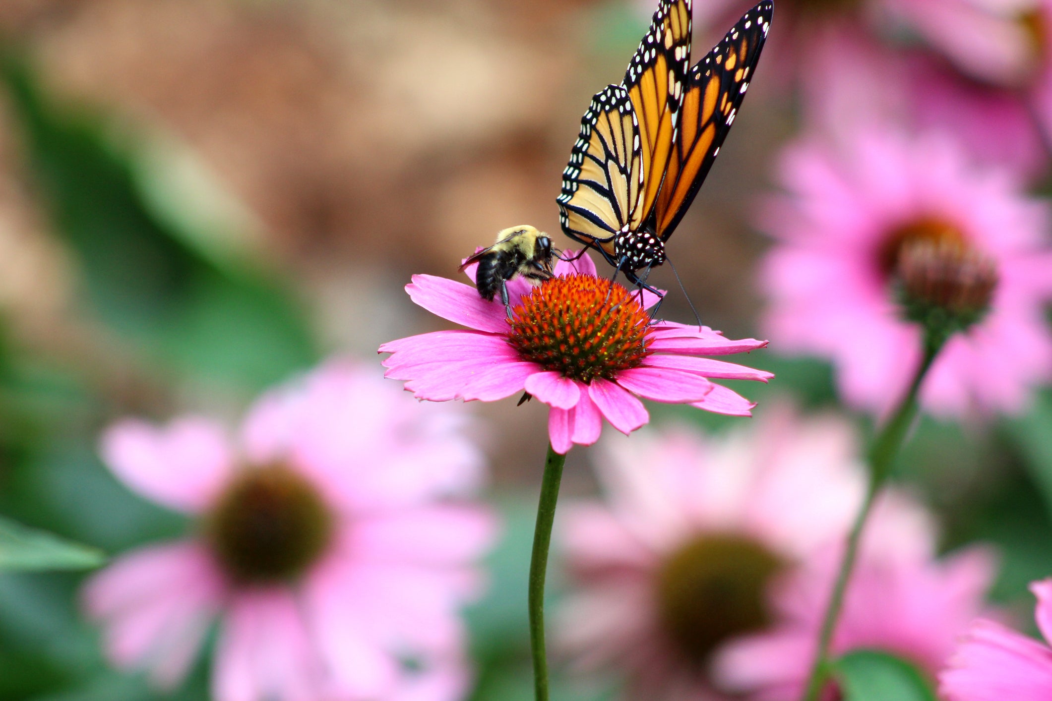 Building a Buzz: Create a Sustainable Pollinator Garden