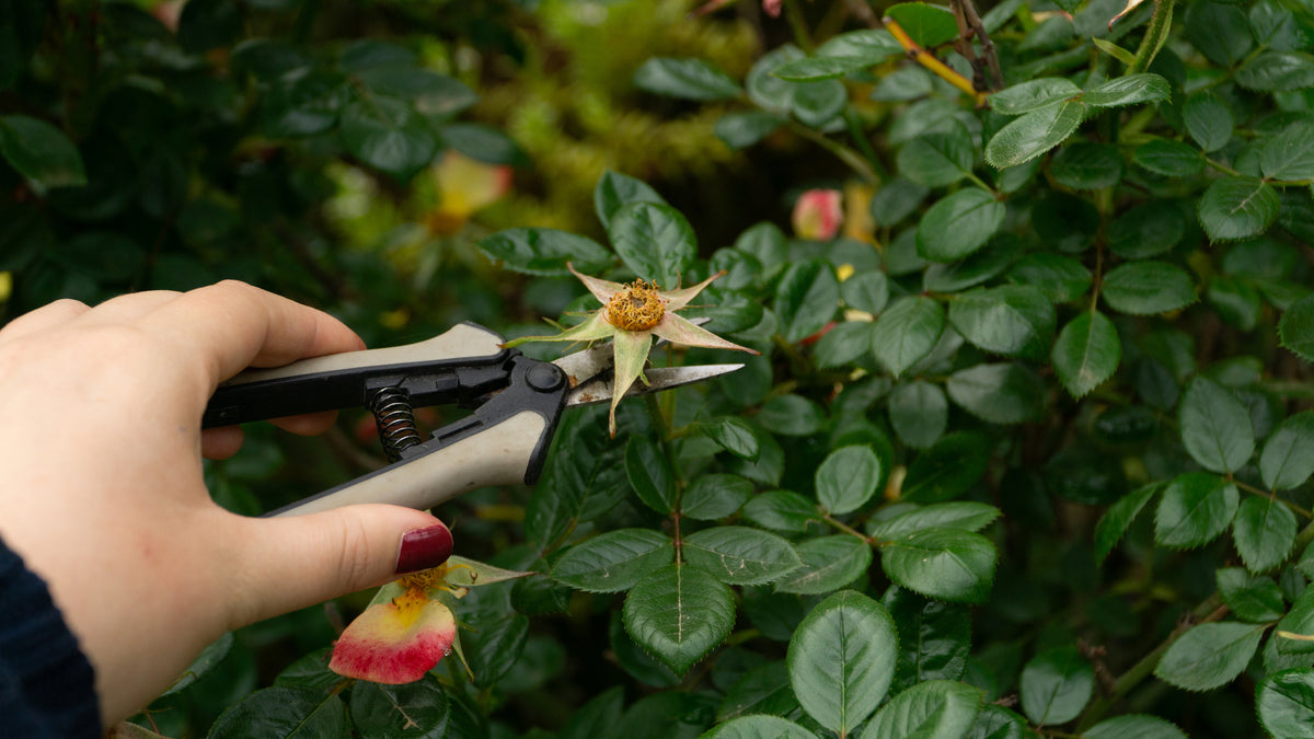 October Pruning Guide: What to Prune and What to Leave Until Spring ...