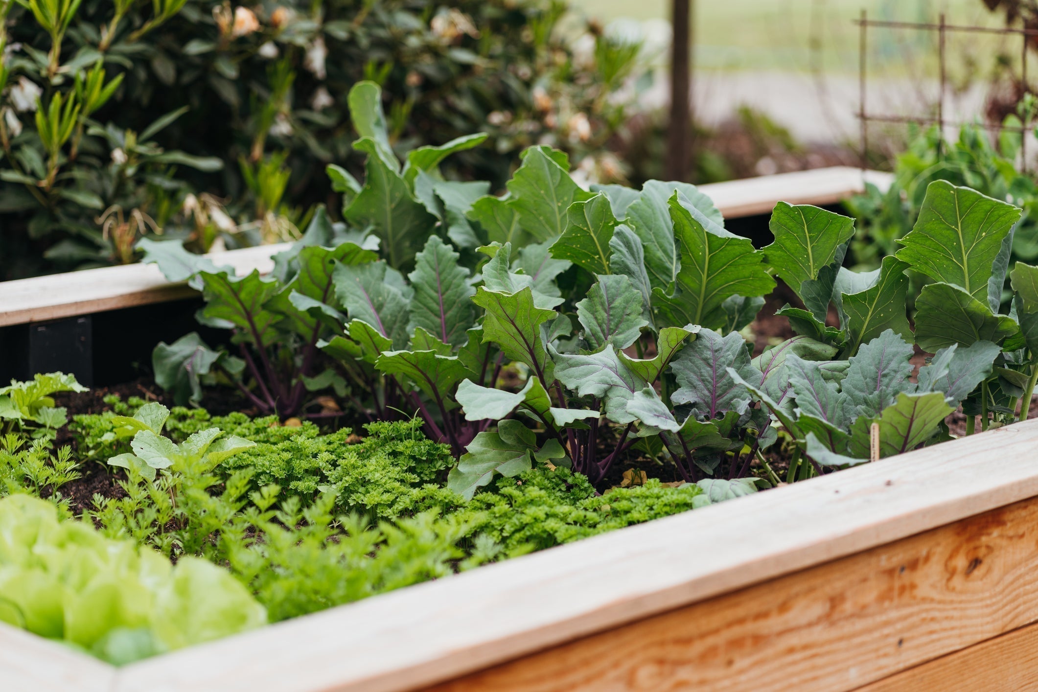 A Fresh Start: Planting an Edible Garden This Spring